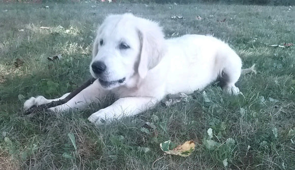 AKC Registered English Cream Golden Retriever For Sale Fredericksburg, OH Female-Tausha