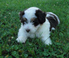 Mini Aussiedoodle For Sale Baltic, OH Male- Teddy