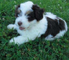 Mini Aussiedoodle For Sale Baltic, OH Male- Teddy