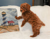 Cockapoo For Sale Millersburg, OH Male- Teddy
