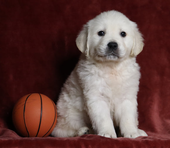 AKC Registered English Cream Golden Retriever For Sale Fredericksburg, OH Male- Teddy