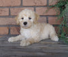 F1B Mini Labradoodle For Sale Millersburg, OH Male- Teddy
