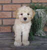 F1B Mini Labradoodle For Sale Millersburg, OH Male- Teddy