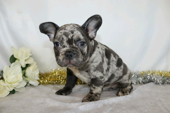 AKC Registered French Bulldog For Sale For Sale Wooster, OH Male- Teddy