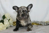 AKC Registered French Bulldog For Sale For Sale Wooster, OH Male- Teddy