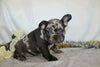 AKC Registered French Bulldog For Sale For Sale Wooster, OH Male- Teddy