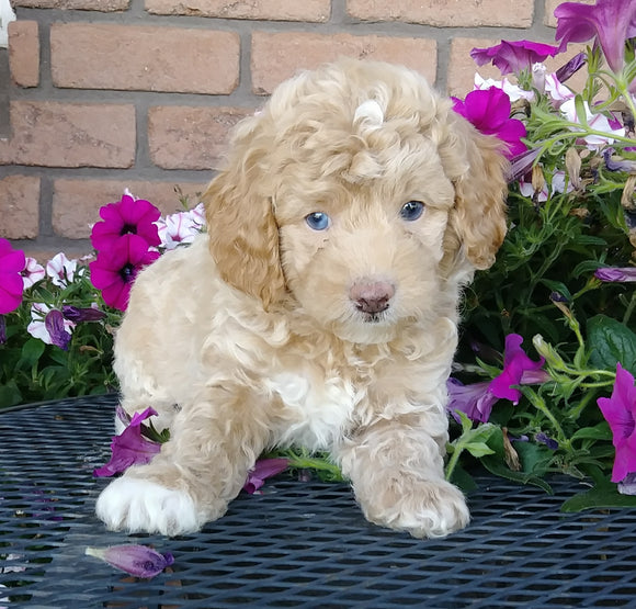 Cockapoo For Sale Millersburg, OH Male- Biscuit