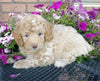 Cockapoo For Sale Millersburg, OH Male- Biscuit