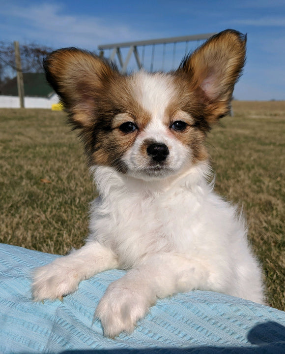 ICA Registered Papillon For Sale Millersburg, OH Female- Tessa