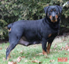 AKC Registered Rottweiler For Sale Wooster OH Female-Bailey
