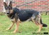 AKC Registered German Shepherd For Sale Millersburg OH Female-Molly