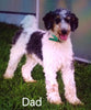 Mini Bernedoodle For Sale Dundee OH Male-Tucker