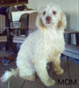 Cavapoo For Sale Beach City OH Male-Chase