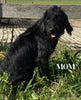 Medium Labradoodle For Sale Millersburg OH Female-Trixie