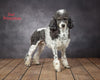 AKC Registered Mini Poodle For Sale Millersburg OH Male-Trent