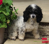 AKC Registered Mini Poodle For Sale Millersburg OH Female-Taffy