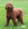 Standard Goldendoodle For Sale Shreve OH Male-Rusty