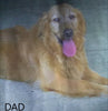 AKC Registered Golden Retriever For Sale Millersburg OH Male-Peter