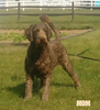 F1B Medium Labradoodle For Sale Millersburg OH Female-Patsy