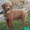 F1B Medium Goldendoodle For Sale Millersburg OH Male-Brody
