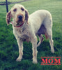F1B Medium Goldendoodle For Sale Millersburg OH Male-Lincoln