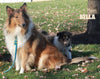 AKC Registered Collie Lassie For Sale Fredericksburg OH Female-Carmen