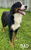 AKC Registered Bernese Mountain Dog For Sale Sugarcreek OH Male-Asher