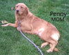 AKC Registered Golden Retriever For Sale Fredericksburg OH Female-Tiffany