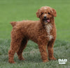 Mini Goldendoodle For Sale Applecreek OH Female-Lily