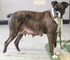 Boxer/Bulldog For Sale Fredericksburg OH Female-Keisha