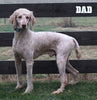 Standard Goldendoodle For Sale Fresno OH Male-Frosty