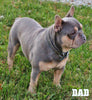 AKC Registered French Bulldog For Sale Danville OH Male-Turbo CHRISTMAS SPECIAL