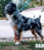 Australian Shepherd For Sale Shreve OH Male-Blueberry Cupcake