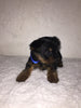Yorkshire Terrier For Sale Fredericksburg, OH Male- Theo