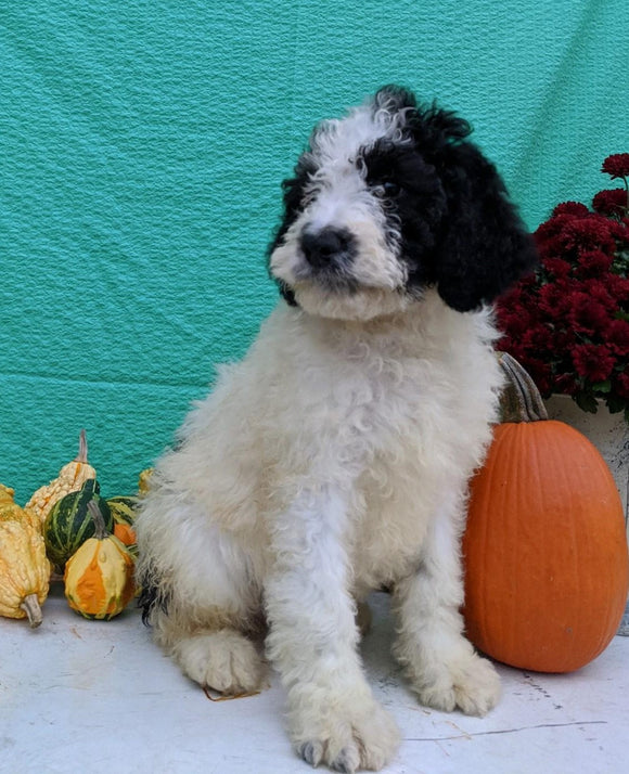 Mini Bernedoodle For Sale Sugarcreek, OH Male- Theo