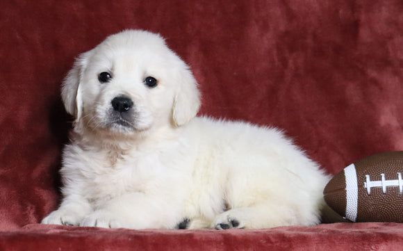 AKC Registered English Cream Golden Retriever For Sale  Fredericksburg, OH Male- Theodore