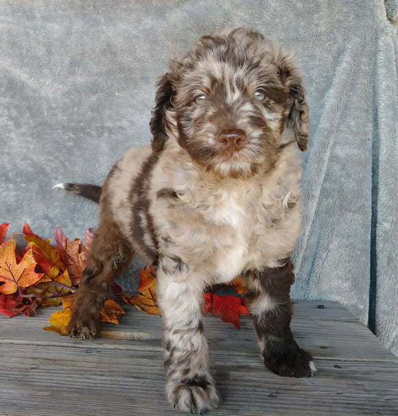 F1B Medium Labradoodle For Sale Millersburg, OH Male- Theodore