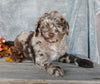 F1B Medium Labradoodle For Sale Millersburg, OH Male- Theodore