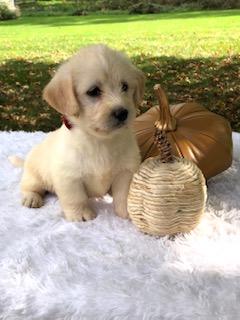 F1 Mini Labradoodle For Sale Dundee, OH Male- Thor