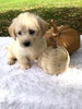 F1 Mini Labradoodle For Sale Dundee, OH Male- Thor