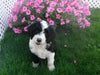 Sheepadoodle For Sale Baltic, OH Female- Tiffany