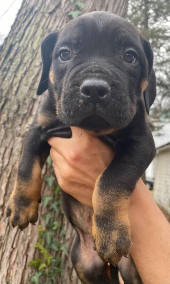 ICCF Registered Cane Corso For Sale Louisville, OH Female- Tillie