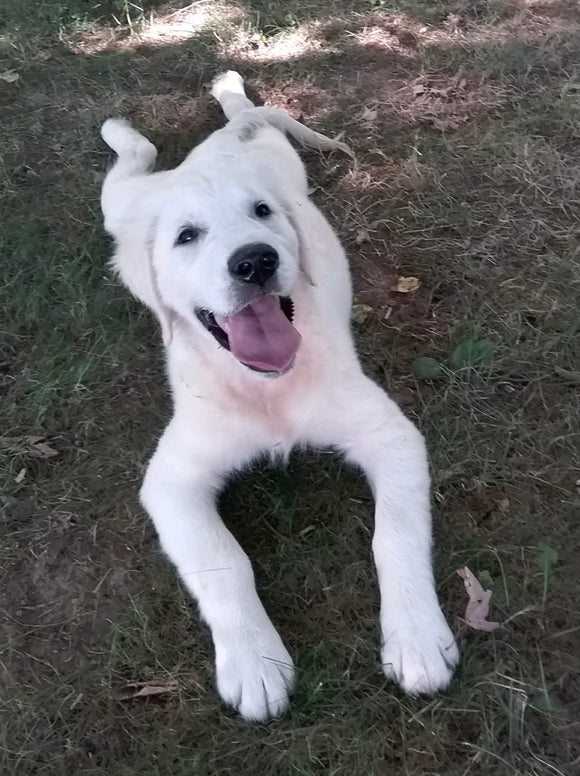 AKC Registered English Cream Golden Retriever For Sale Fredericksburg, OH Female- Tilly