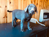 AKC Registered Silver Labrador Retriever For Sale Fredericksburg, OH Female- Tisha