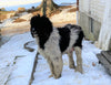 AKC Registered Standerd Poodle For Sale Millersburg OH Female-Fluffy