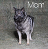 Norwegian Elkhound Hybrid For Sale Adamsville, OH Male- Delbert