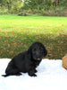 F1 Mini Labradoodle For Sale Dundee, OH Male- Toby