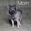 Norwegian Elkhound Hybrid For Sale Adamsville, OH Male- Moe