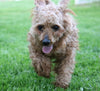 AKC Registered Miniature Poodle For Sale Fredericksburg, OH Male- Tommy