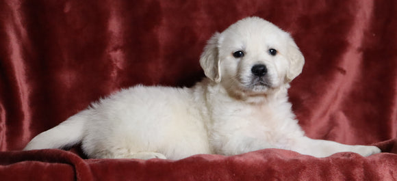 AKC Registered English Cream Golden Retriever For Sale Fredericksburg, OH Male- Tommy